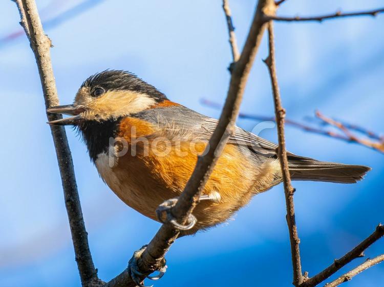 枝にとまるヤマガラ ヤマガラ,野鳥,鳥の写真素材