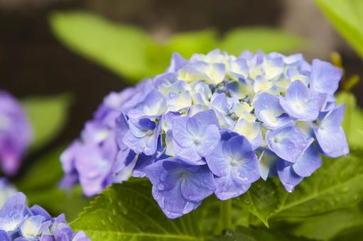 Hydrangea, JPG Hydrangea, JPG