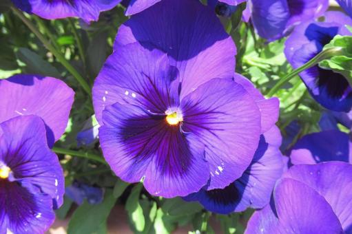 鮮やかな紫色をした花壇のパンジー 鮮やかな紫色をした花壇のパンジーの写真