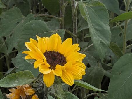 冬の向日葵 冬の向日葵,冬,自然の写真素材