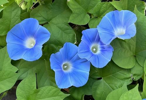 あさがお あさがお 朝顔,花,夏の花の写真素材