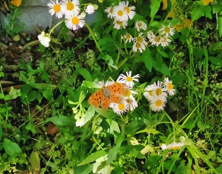 ハルジオンとキタテハの写真