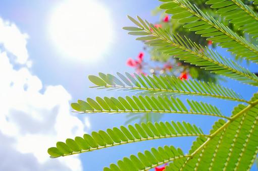 晴れの日イメージ 2 晴れ,天気,夏の写真素材