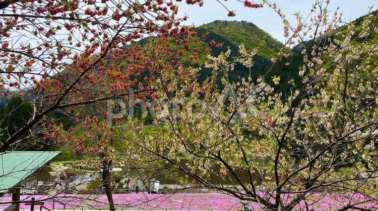 せせらぎ街道／國田家の芝桜 せせらぎ街道,芝桜,新緑の写真素材