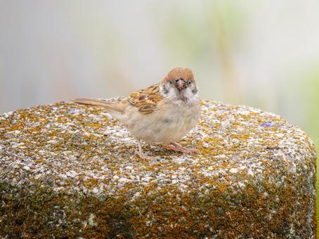 石にとまるスズメ 石にとまるスズメ スズメ,雀,鳥の写真素材