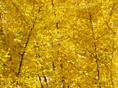 銀杏 紅葉,銀杏,いちょうの写真素材