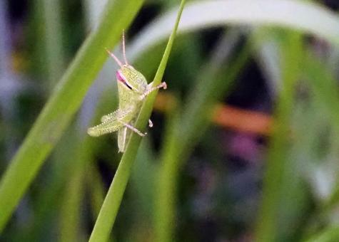 稲を登るイナゴ 稲を登るイナゴ イナゴ,昆虫,害虫の写真素材