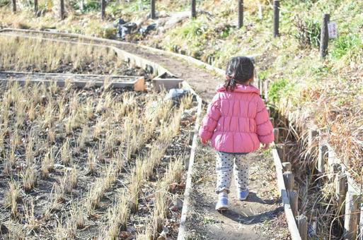 農道を歩く子供 あぜ道,女の子,後ろ姿の写真素材
