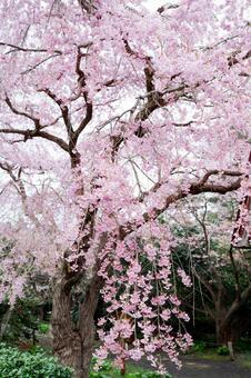 枝垂れ桜 枝垂れ桜,桜,松前の写真素材