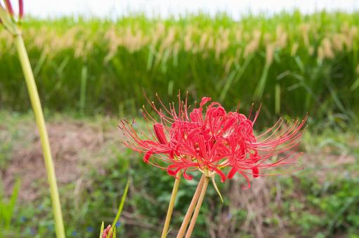 彼岸花のある風景の写真