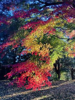 紅葉する木 紅葉,もみじ,モミジの写真素材