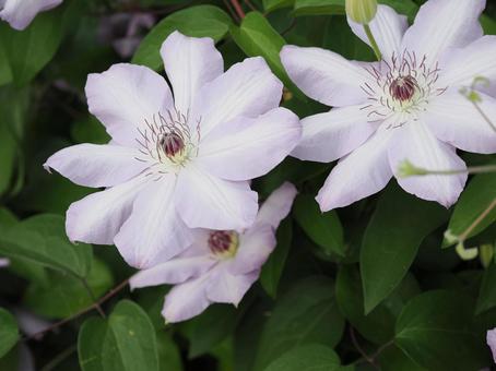 クレマチスの花 クレマチスの花の写真