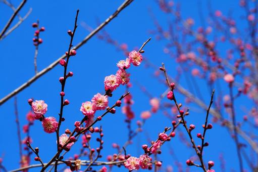 咲き始めの梅 咲き始めの梅の写真