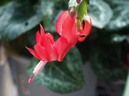 シャコバサボテン マクロ シャコバサボテン マクロ シャコバサボテン,多肉性植物,筒状花の写真素材