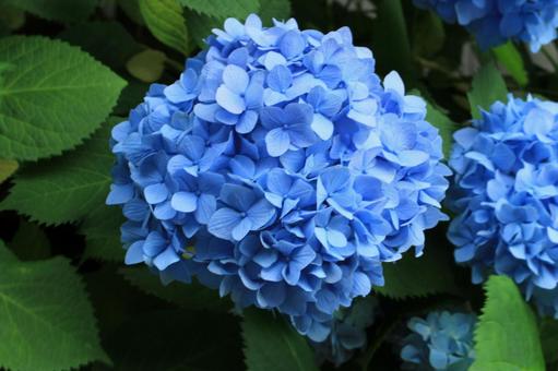 [Flower photo] Hydrangea_0609-5, JPG