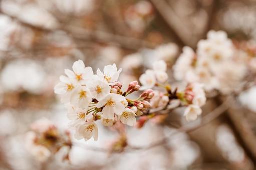 桜 桜の写真