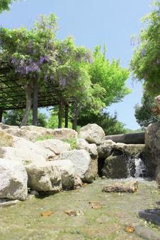 藤 藤 藤棚,紫,春の写真素材