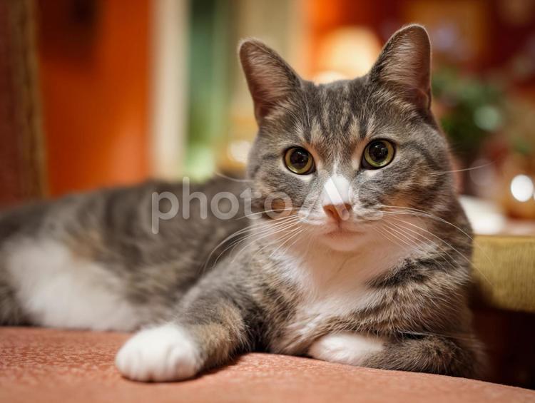 ソファの上の猫 ねこ,動物,癒しの写真素材