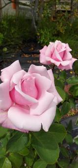 薔薇ー可憐なピンクー 薔薇ー可憐なピンクーの写真