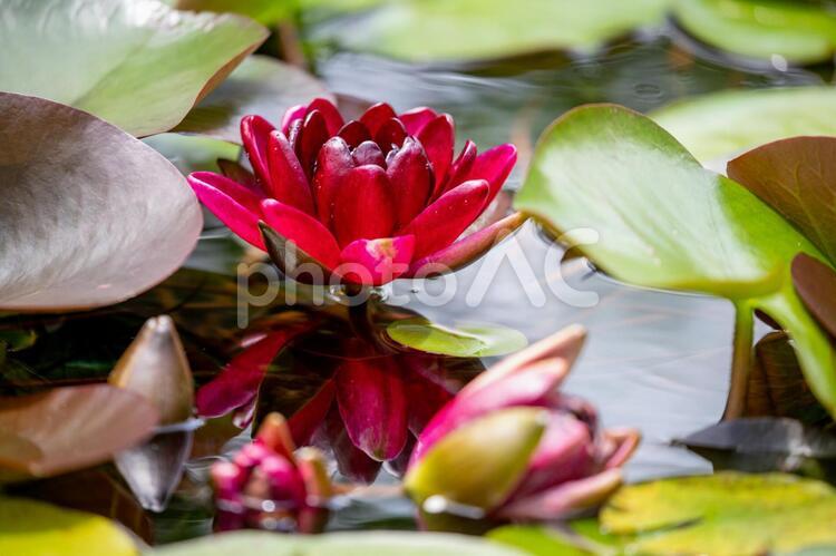 背景素材　美しい赤色の睡蓮の花 風景素材,風景,背景素材の写真素材