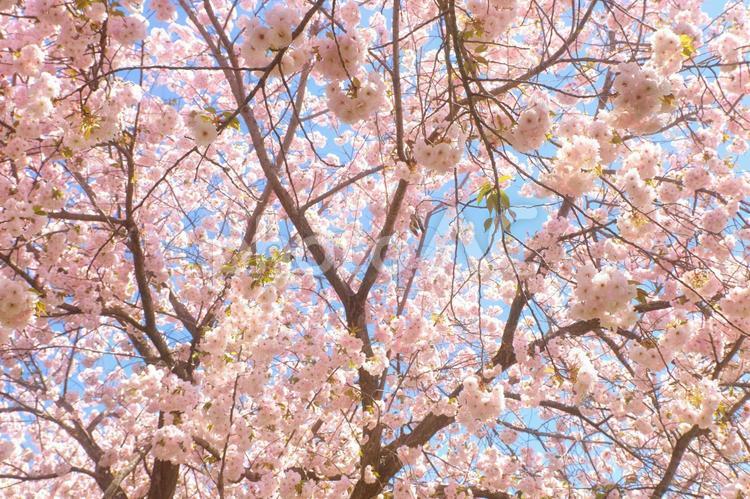 一面の桜 桜,春,花の写真素材