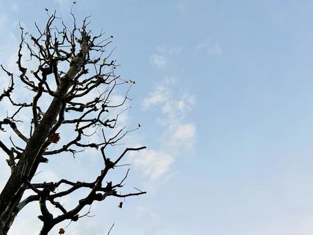 空と枝 冬,秋,枝の写真素材