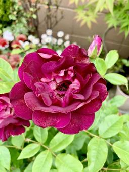 紫の薔薇 紫の薔薇の写真
