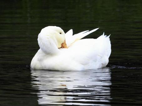 毛繕いをするアヒル 鳥,野鳥,アヒルの写真素材