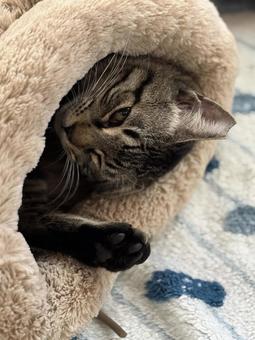 寝袋の中でくつろぐ猫 寝袋の中でくつろぐ猫 ねこ,ネコ,かわいいの写真素材