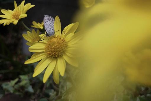 黄色の花にヤマトシジミ 黄色の花にヤマトシジミの写真