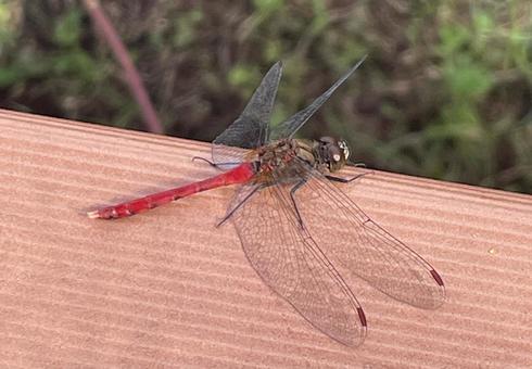 赤トンボ 赤トンボ,アキアカネ,昆虫の写真素材
