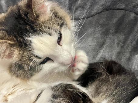 毛繕いする猫2 毛繕いする猫2の写真