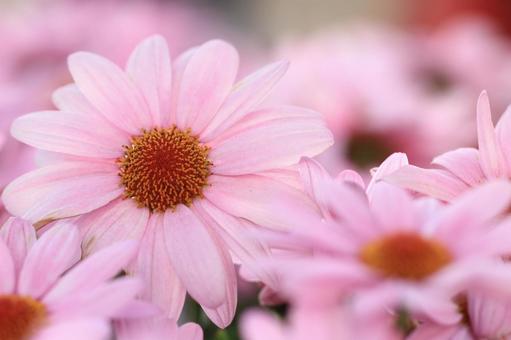 ピンクの花 ピンクの花の写真