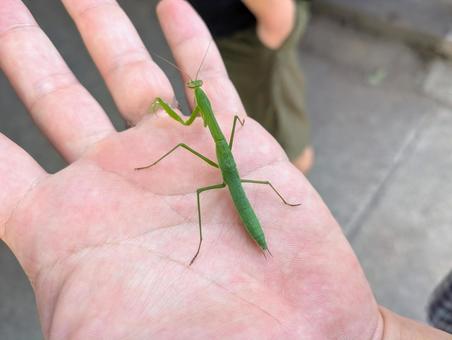 手のひらにのるカマキリ 手のひらにのるカマキリの写真