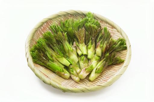タラの芽(カゴ入り) タラの芽(カゴ入り)の写真