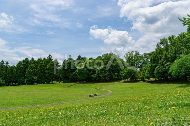 万博記念公園の風景 青空,雲,晴れの写真素材
