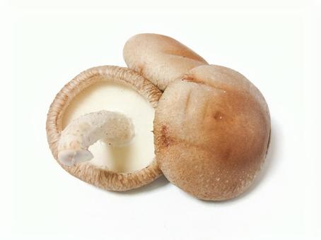 しいたけ しいたけ しいたけ,椎茸,きのこの写真素材