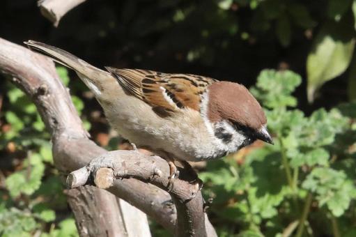 とまり木のスズメ 自然,野鳥,小鳥の写真素材