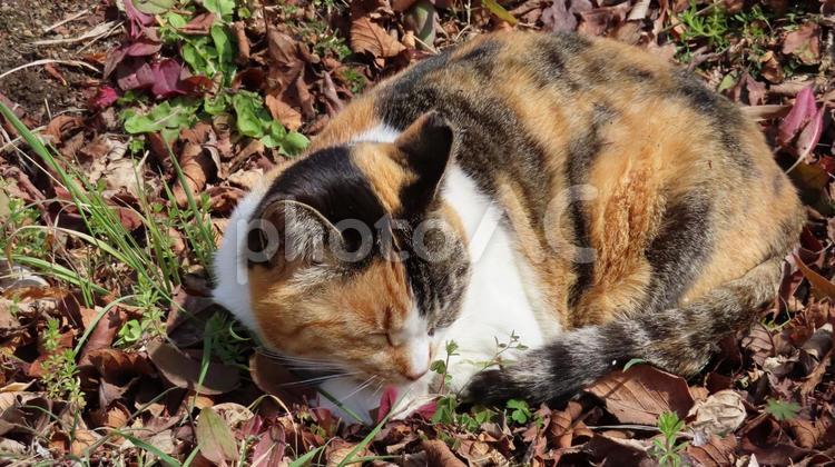 お昼寝と日向ぼっこが日課の可愛い三毛猫 三毛猫,猫,昼寝の写真素材