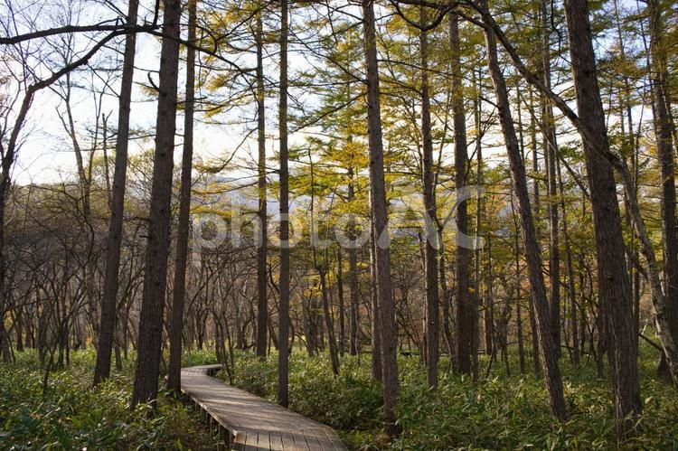 戦場ヶ原　登山　紅葉 落葉,散策,散歩の写真素材