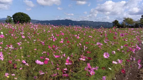 秋の花、コスモス畑の写真