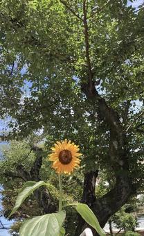 夏 夏の写真