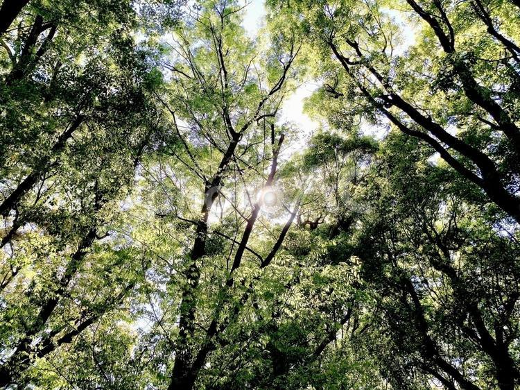 樹木 樹木,木洩れ日,木漏れ日の写真素材