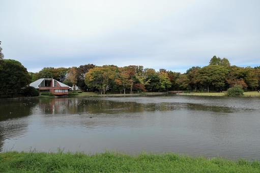 つくば市「洞峰公園」の沼のある風景 洞峰公園,つくば市,筑波研究学園都市の写真素材