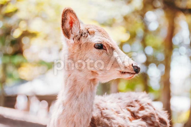 背景の玉ボケをマッチしていますか 鹿,動物,哺乳類の写真素材