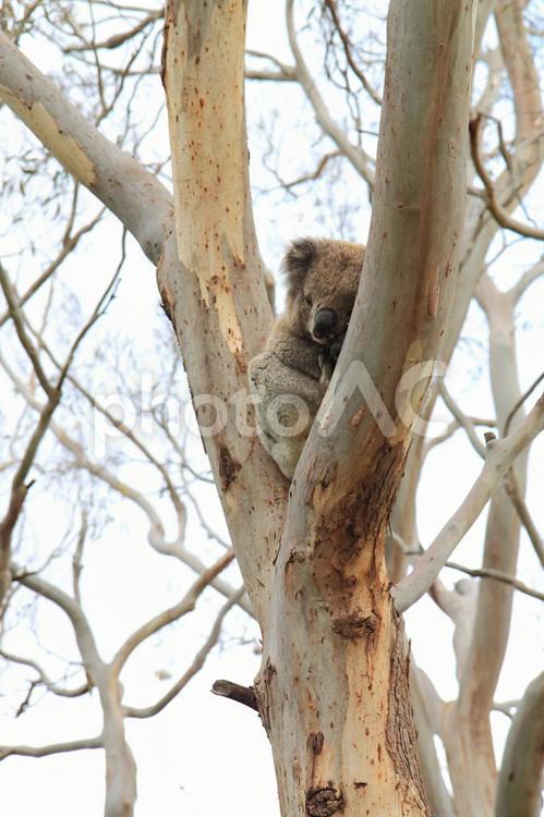 オーストラリアの野生のコアラ コピースペース,コアラ,動物の写真素材