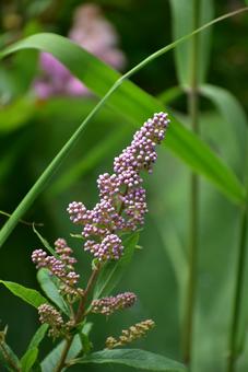 夏のホザキシモツケ 紫のモフモフ 花 夏のホザキシモツケ 紫のモフモフ 花の写真