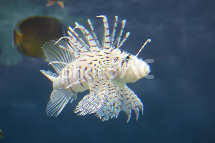 ミノカサゴのいる水族館の水槽 ミノカサゴ,水族館,水槽の写真素材