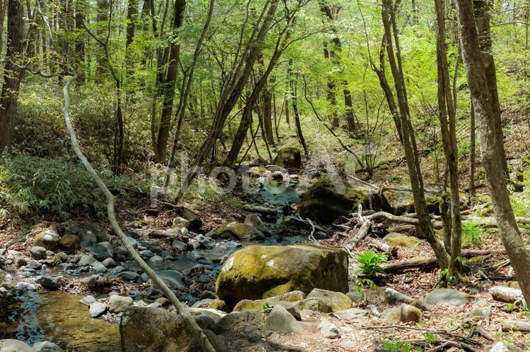 森の清流と苔石 森,清流,苔の写真素材