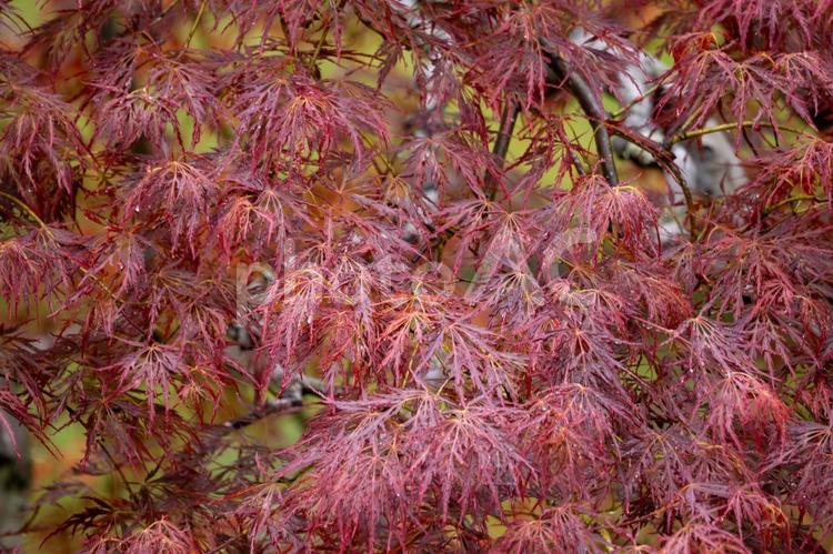 シダレモミジ⑴ 春,植物,シダレモミジの写真素材